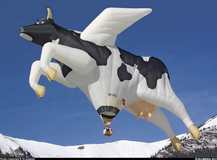 Obrázek balon krava