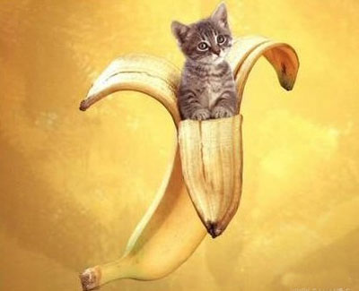 Obrázek banana cat
