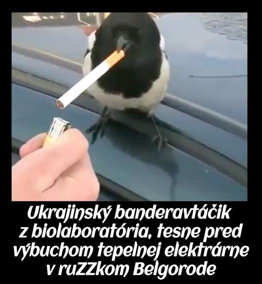 Obrázek banderovracik