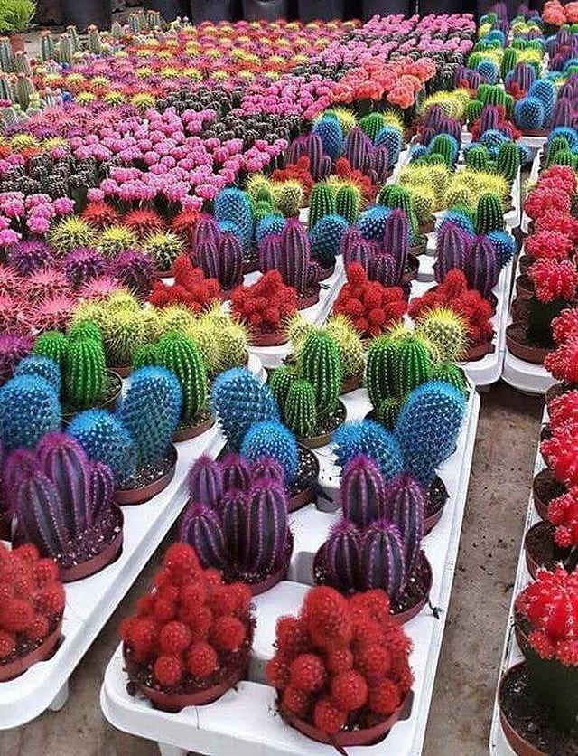Obrázek barevne kaktusy    