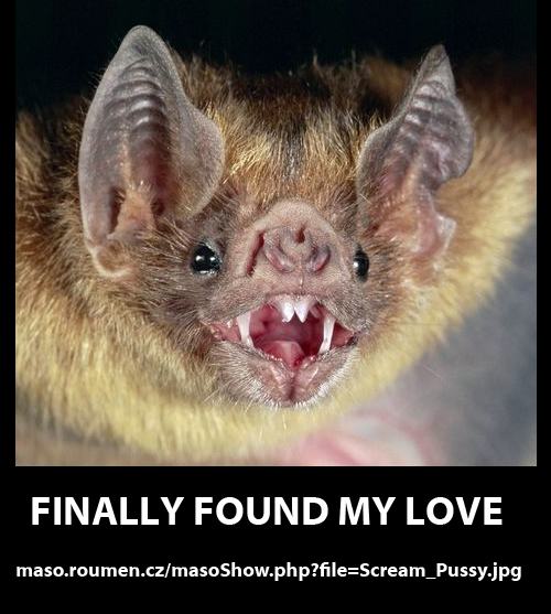 Obrázek bat in love