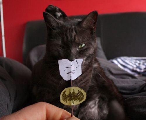 Obrázek batcat2