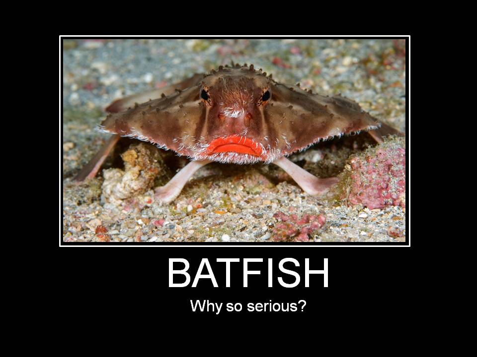 Obrázek batfish