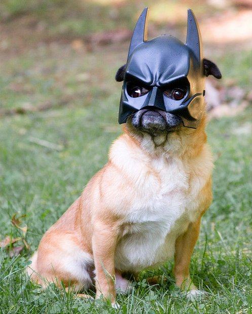 Obrázek batmanpug