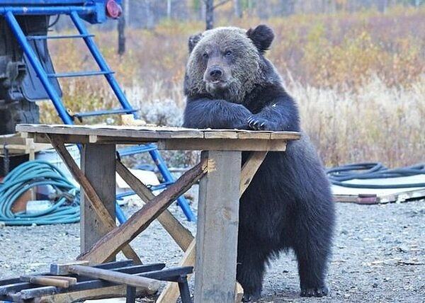 Obrázek bear - one beer pls