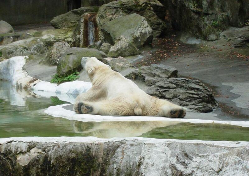 Obrázek bear ballet