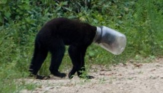 Obrázek bear bottle