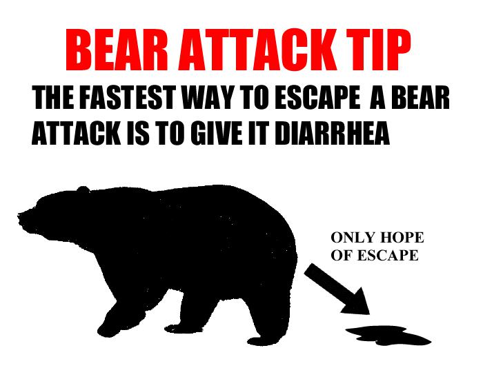 Obrázek bear tip