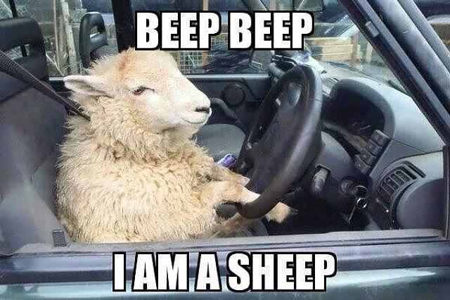 Obrázek beep-sheep    