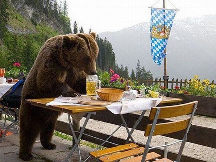 Obrázek beer bear