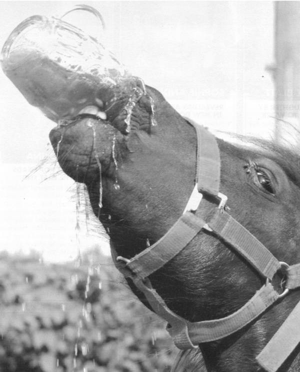 Obrázek beer drinking horse