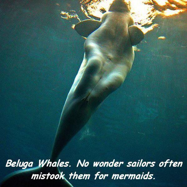 Obrázek beluga-whales