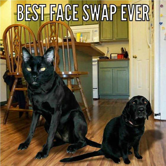 Obrázek best-faceswap