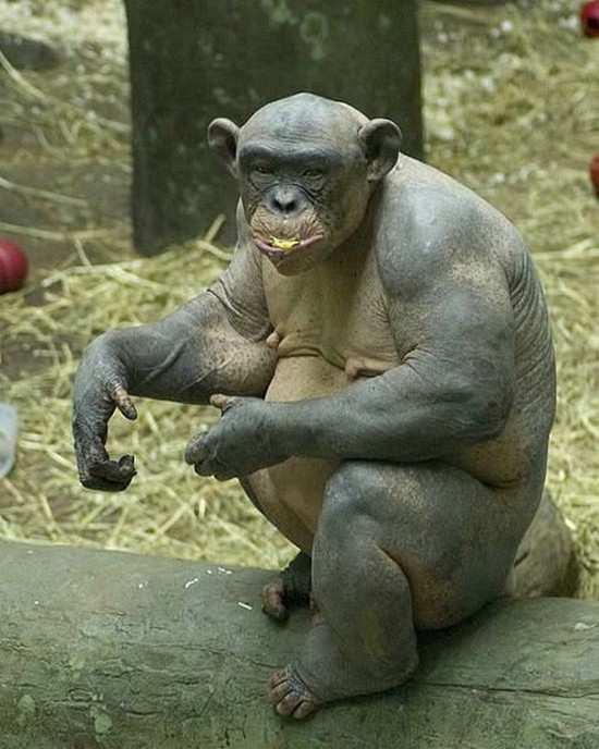 Obrázek bezsrsty simpanz 1