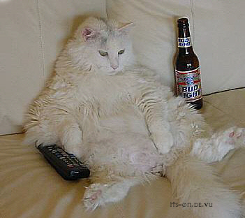 Obrázek big cat