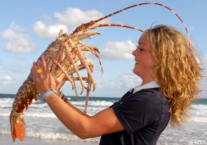 Obrázek big lobster