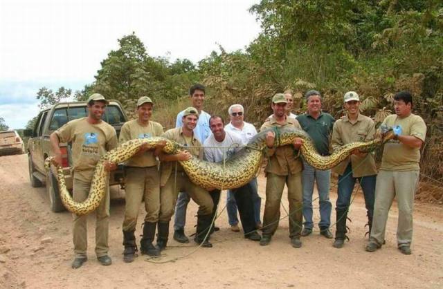 Obrázek big snake