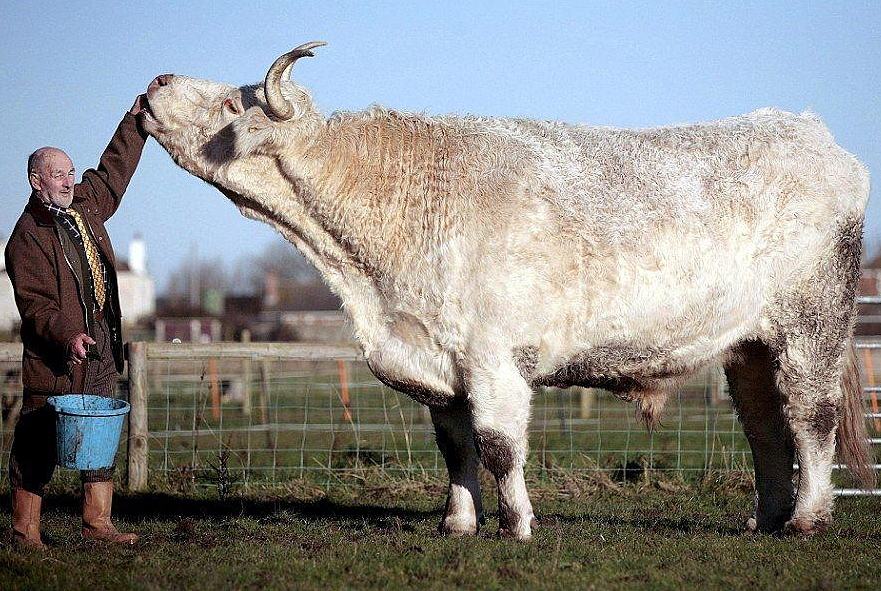 Obrázek biggest-bull 