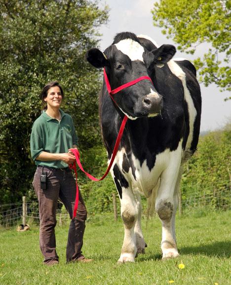 Obrázek biggest cow