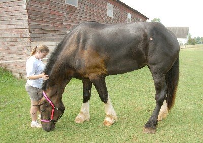 Obrázek biggest horse