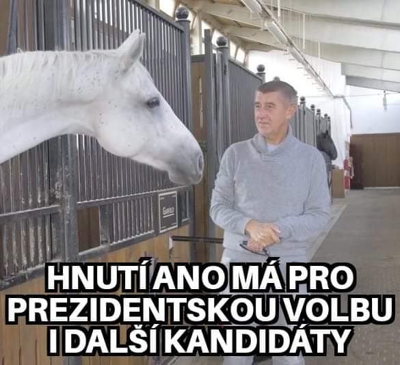 Obrázek bily kun