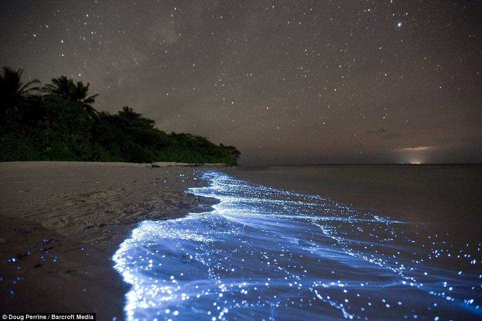 Obrázek bioluminescence