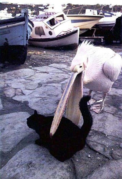 Obrázek bird eats cat