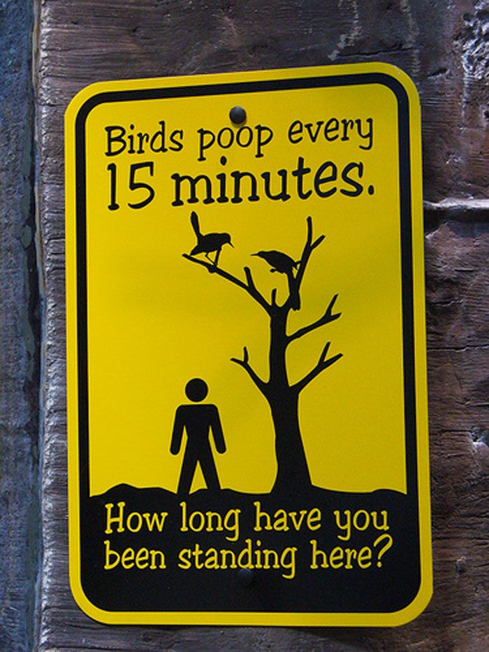Obrázek birds poop