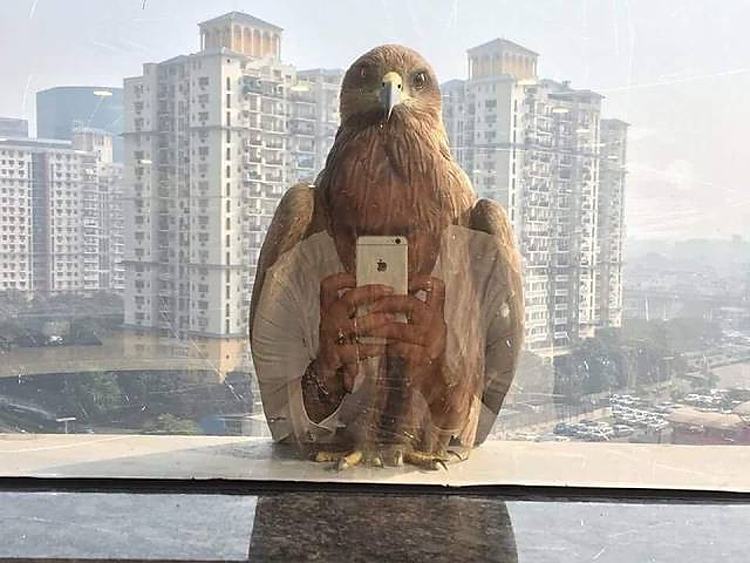 Obrázek birdselfie