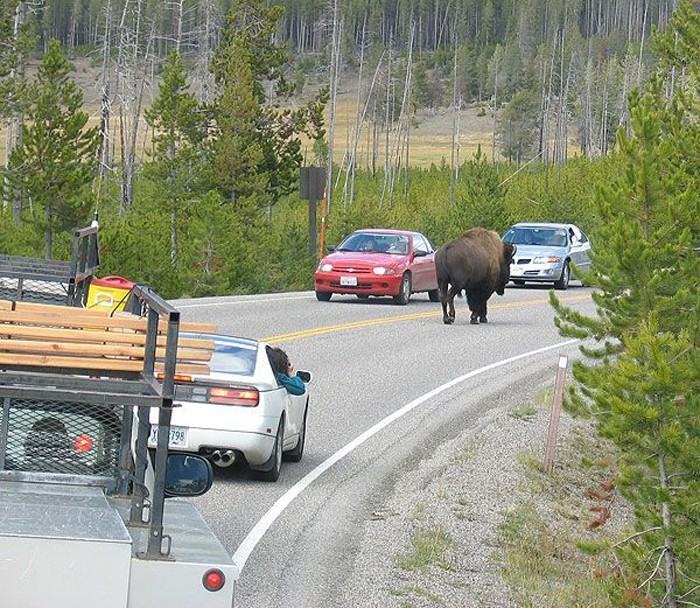 Obrázek bizon brzdi dopravu