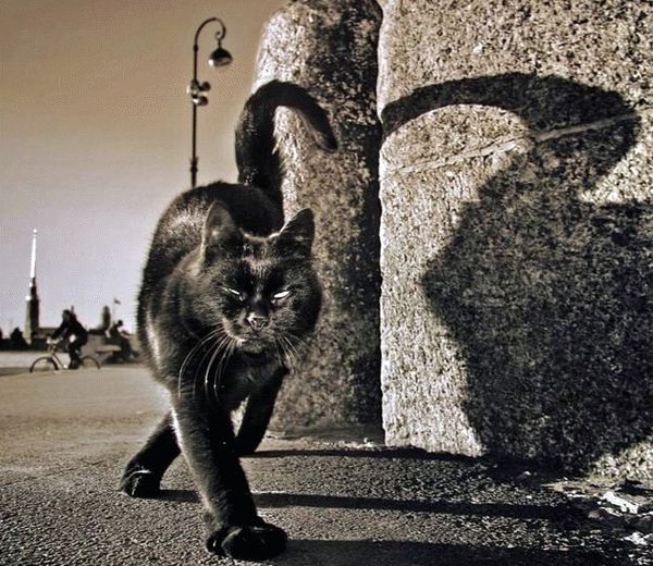 Obrázek black cat 2