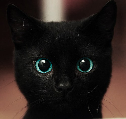 Obrázek black kitty