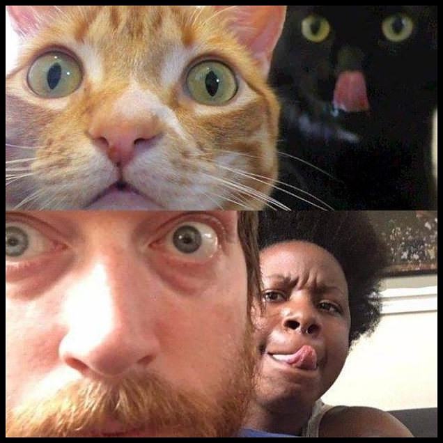 Obrázek black nigga cat