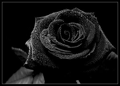 Obrázek black rose