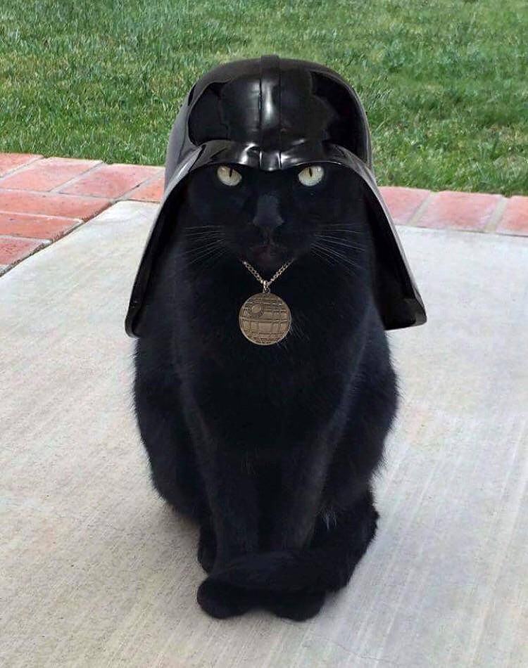 Obrázek blackcatvader