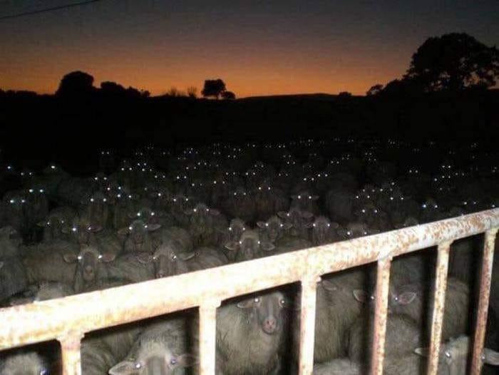 Obrázek blair field sheep horror