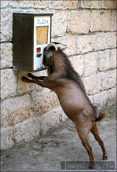 Obrázek blbej automat