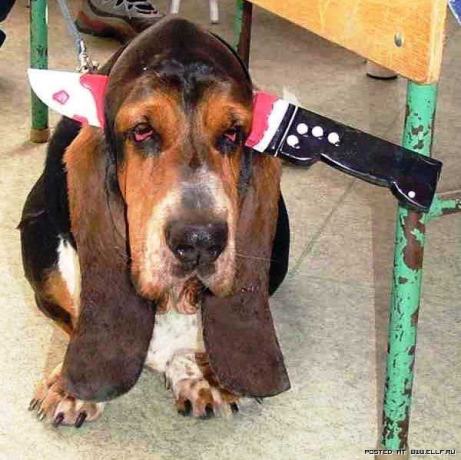Obrázek bloodhound