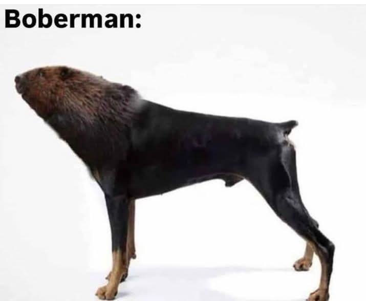 Obrázek boberman gryze barzo