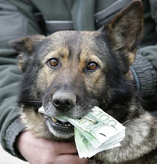 Obrázek bohatej pes