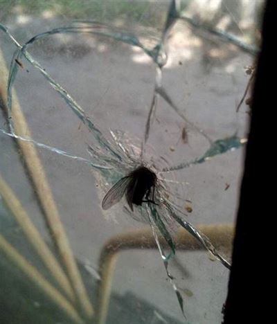 Obrázek bojova moucha