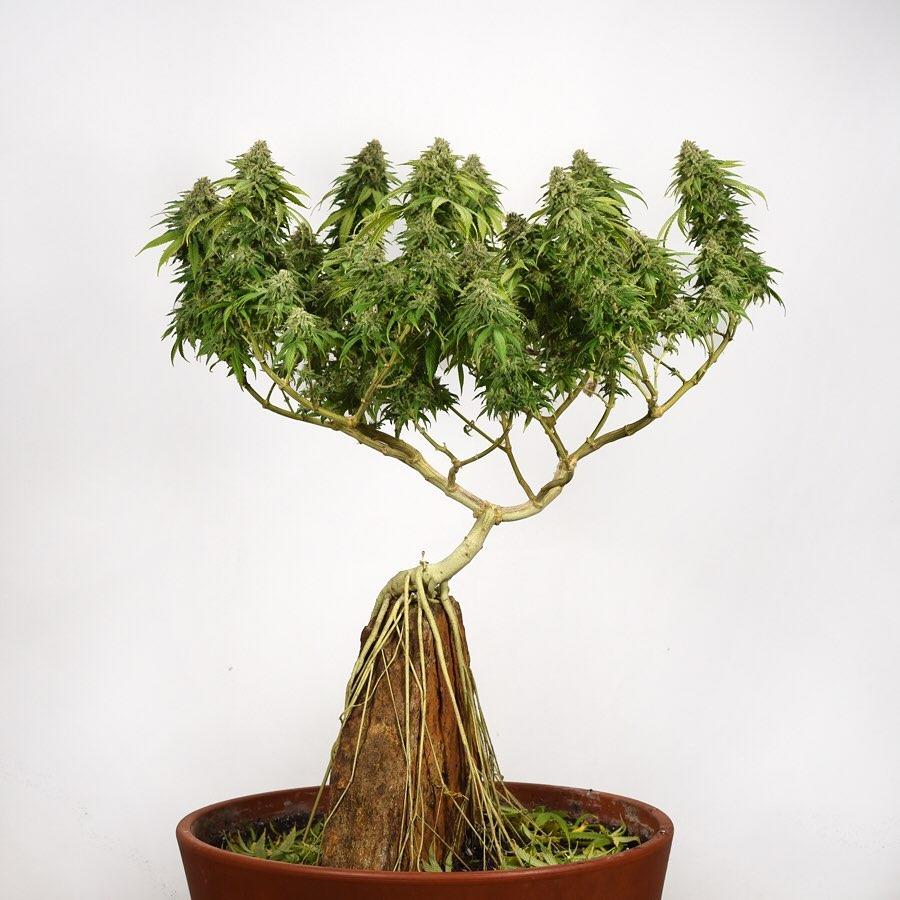 Obrázek bonsai1