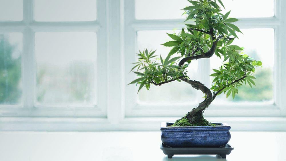 Obrázek bonsai2