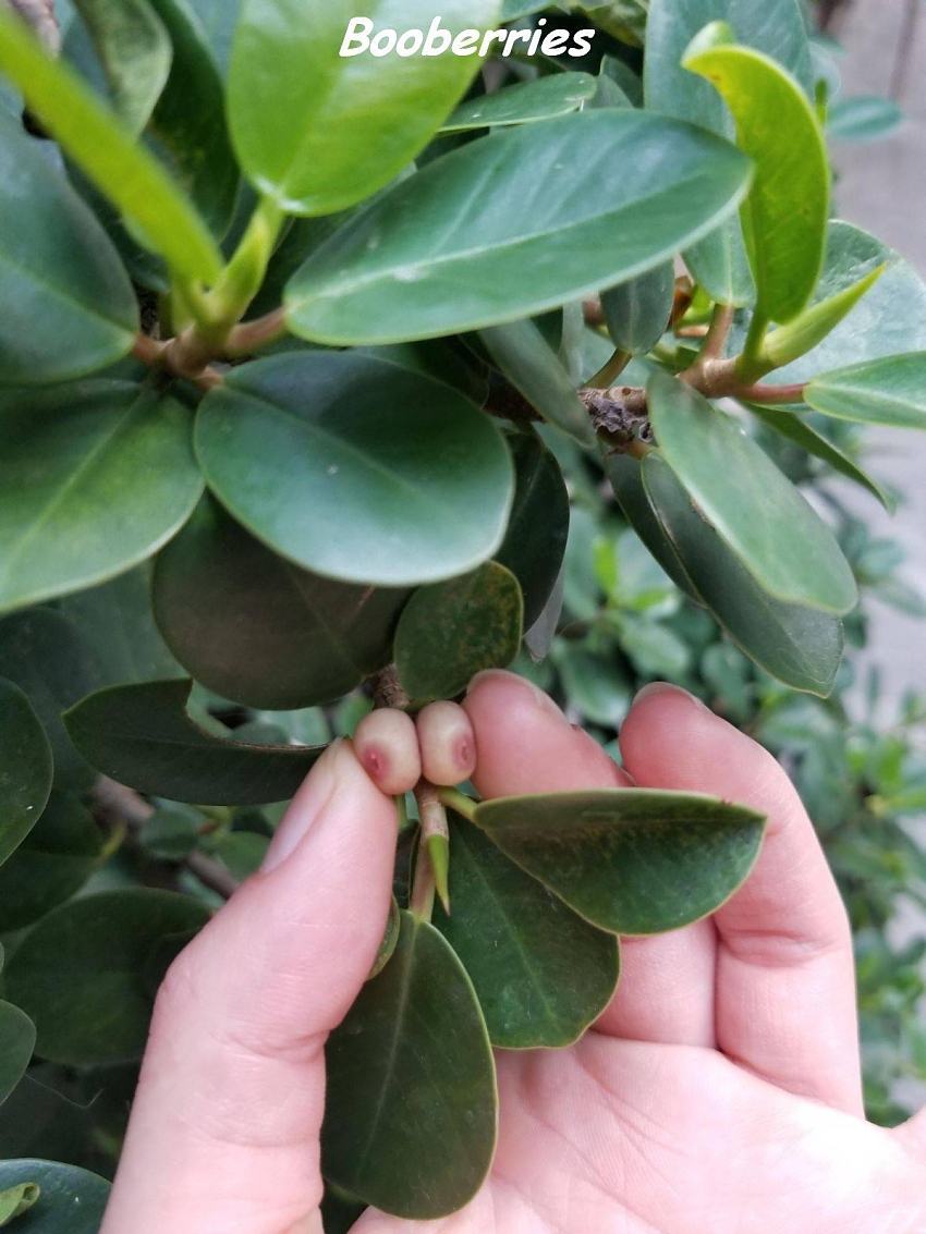 Obrázek booberries   