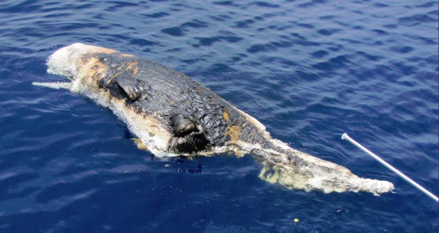 Obrázek bp-sperm-whale-oil-spill