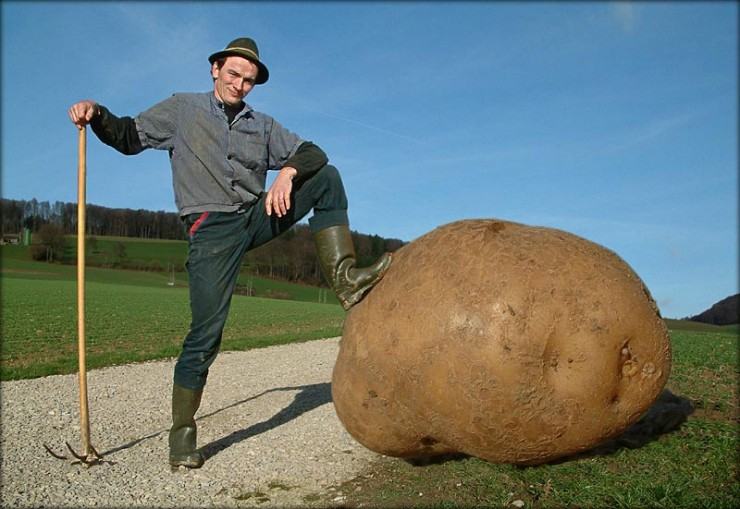 Obrázek brambora