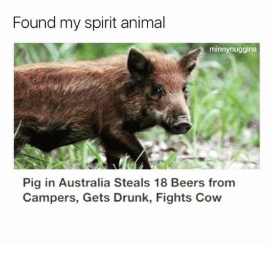 Obrázek brave pig from the Land Down Under