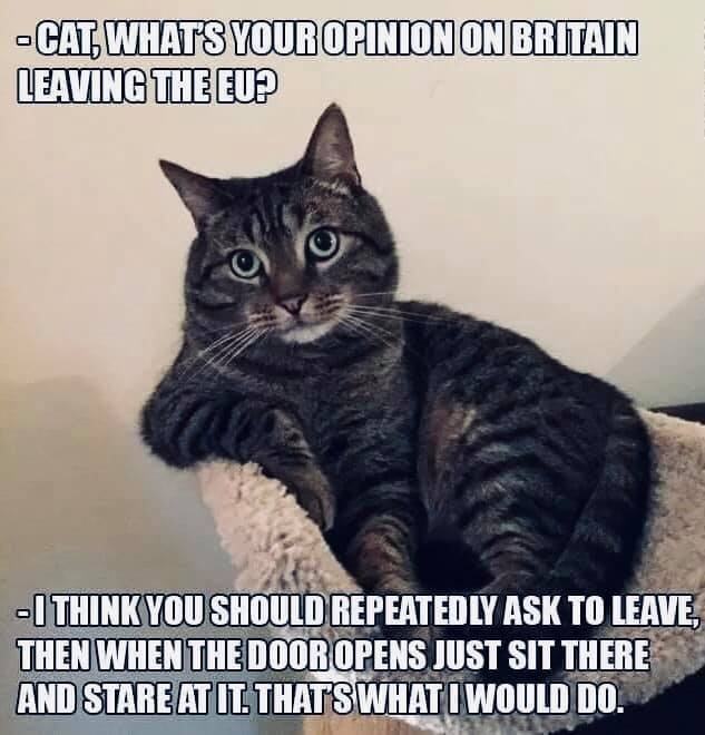 Obrázek brexit cat