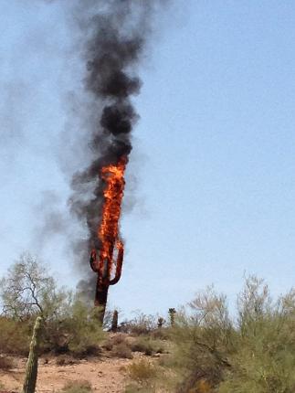 Obrázek bts cactus on fire