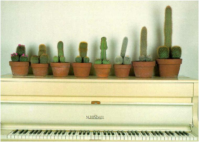 Obrázek cactus